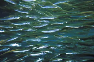 Sealife Prints: DDE-90037322