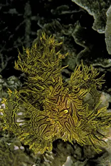 Sealife Prints: DDE-90037327
