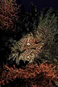 Sealife Prints: DDE-90037328