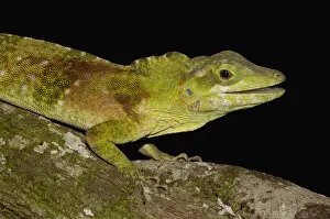 Anole Prints: DDE-90037370