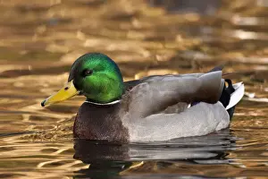 Northwest Prints: DDE-90037399