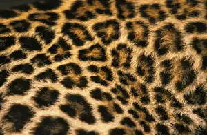 Stuart Prints: DDE-90037443