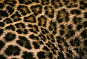 Stuart Prints: DDE-90037444