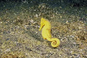 Hippocampus Prints: DDE-90037453