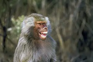 West Africa Hamadryas Baboon Print, 01/03/2005. Art Prints