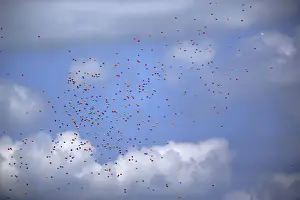 Balloons Prints: DDE-90037495