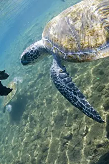 Turtle Prints: DDE-90037575