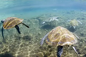 Turtle Prints: DDE-90037576