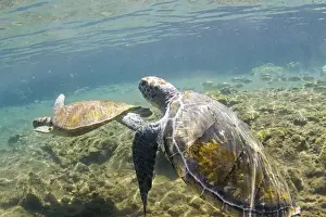 Turtle Prints: DDE-90037577