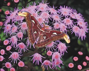 Moth Collection: DDE-90037628