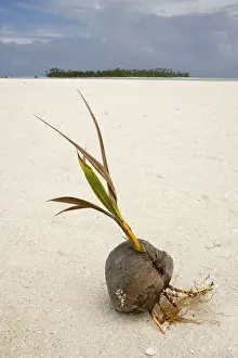 Sprouting Prints: DDE-90037737