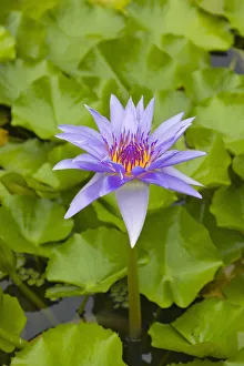 Lily Collection: DDE-90037744