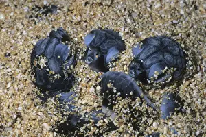 Turtle Prints: DDE-90037784