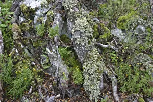 Beech Collection: DDE-90038016