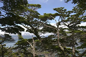 Beech Collection: DDE-90038017