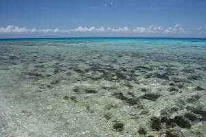 Seashore Prints: DDE-90038110