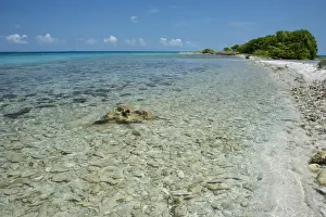 Seashore Prints: DDE-90038114