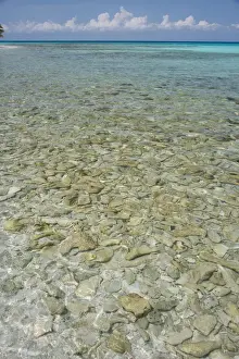 Seashore Prints: DDE-90038115