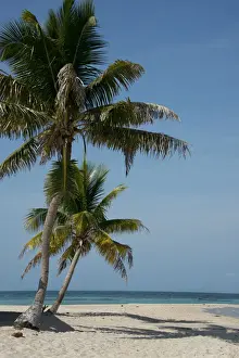 Seashore Prints: DDE-90038134