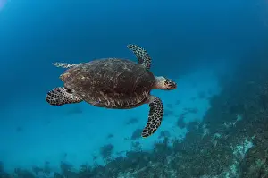 Turtle Prints: DDE-90038224
