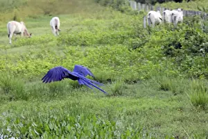 Marsh Prints: DDE-90038519