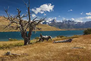 Patagonia Prints: DDE-90038565