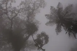 Vegetation Prints: DDE-90038589