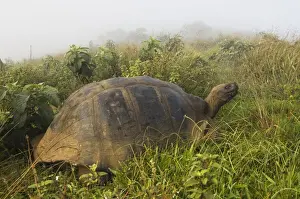 Tortoise Prints: DDE-90038590