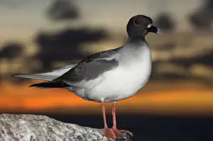 Gull Prints: DDE-90038593