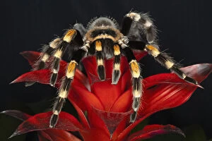 Spider Collection: DDE-90038673