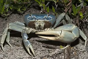 Crab Prints: DDE-90038697