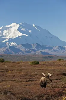 Denali Prints: DDE-90038755