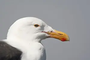 Seagull Prints: DDE-90038823