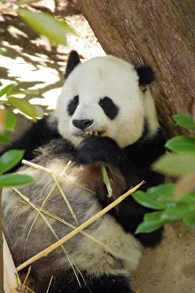 Panda Collection: DDE-90038836