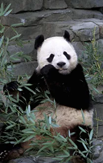 Panda Collection: DDE-90038924