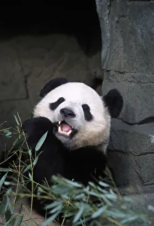 Panda Collection: DDE-90038925
