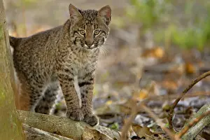 Felis Prints: DDE-90038935