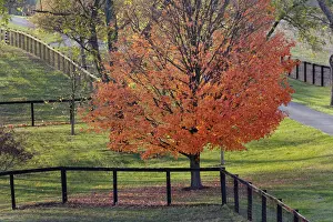 Kentucky Prints: DDE-90039026