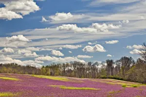 Kentucky Prints: DDE-90039035
