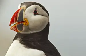 Seabird Prints: DDE-90039038