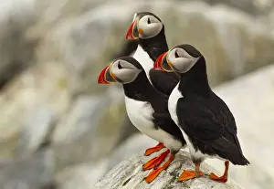 Seabird Prints: DDE-90039039