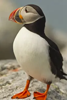 Seabird Prints: DDE-90039040