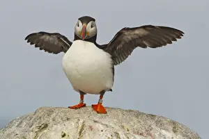 Seabird Prints: DDE-90039041
