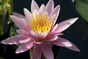 Lily Collection: DDE-90039081