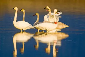 Swan Collection: DDE-90039128