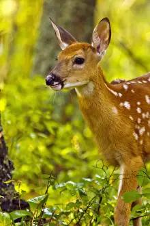 Fawn Prints: DDE-90039136