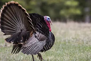Turkey Prints: DDE-90039183