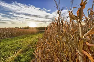 Harvest Prints: DDE-90039212