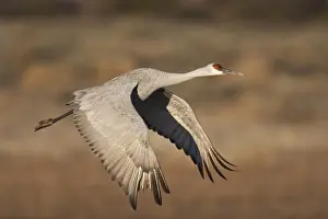 Refuge Prints: DDE-90039226