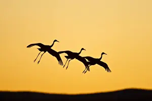 Refuge Prints: DDE-90039227